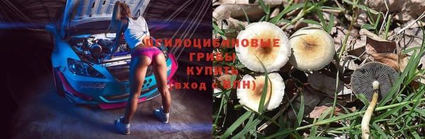 прущие грибы Богородицк